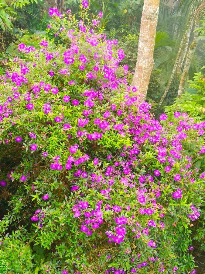 Spring And Valley View Thekkady Exterior foto